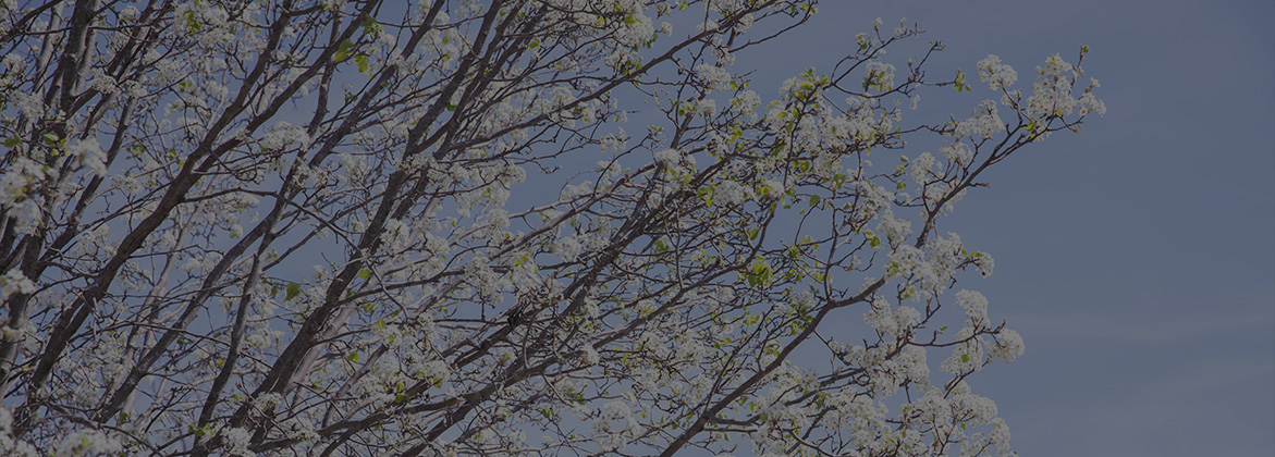 white flowering tree and sky