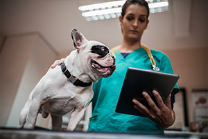 dog with vet